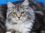 Silver female - Siberian Cat For Sale - Springfield, MA, US