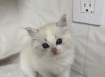 Niannian - Ragdoll Kitten For Sale - 