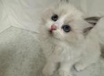 Keke - Ragdoll Kitten For Sale - Beaverton, OR, US