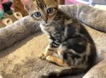 Ruby - Bengal Kitten For Sale - Saint Joseph, MO, US