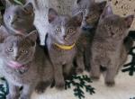 Russian blues - Russian Blue Kitten For Sale - Chariton, IA, US