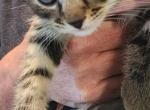 4 Kittens Needing Home - Domestic Kitten For Adoption - Loris, SC, US