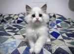 Zipper - Ragdoll Kitten For Sale - 