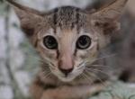 Leah - Oriental Kitten For Sale - 