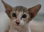 Luna - Oriental Kitten For Sale - 