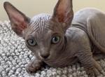 Bambino sphynx male cat blue color - Bambino Kitten For Sale - Miami, FL, US