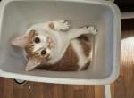 Peter - Domestic Cat For Adoption - Crafton, PA, US