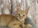 Ashton - Maine Coon Kitten For Sale - Brighton, CO, US