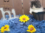 Louie & CoCo - Persian Kitten For Sale - Indianapolis, IN, US