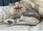 Oscar & Sassy - Persian Cat For Sale/Service - Hanover, PA, US