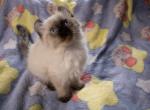 American Curl Kittens - American Curl Kitten For Sale - Canfield, OH, US