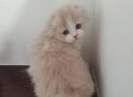 Persian Fold Girls - Persian Kitten For Sale - 