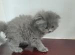 Blue Persian Male - Persian Kitten For Sale - 