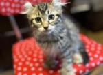 Girl Highland Lynx - Highlander Kitten For Sale - Absarokee, MT, US