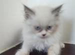 Blue Eyes Persian - Persian Kitten For Sale - Coshocton, OH, US