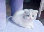 Scottish Fold kitten - Scottish Fold Kitten For Sale - Austin, TX, US