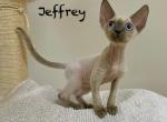 Jeffrey - Devon Rex Kitten For Sale - Fleetwood, NC, US