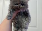 Biggie Smalls - Persian Kitten For Sale - Austin, TX, US