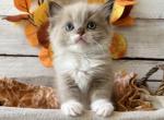 Meeko Litter - Ragdoll Kitten For Sale - FL, US