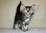 Misty - Maine Coon Kitten For Sale - New Park, PA, US