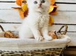 Harvest - Ragdoll Kitten For Sale - 