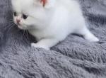 October babies - Munchkin Kitten For Sale - 