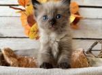 Butternut - Ragdoll Kitten For Sale - 