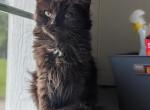 Millie - Domestic Kitten For Sale - 