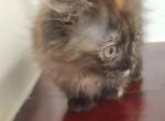 Calico Munchkin - Munchkin Kitten For Sale - Coshocton, OH, US