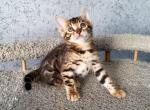 Westa - Bengal Kitten For Sale - Miami, FL, US