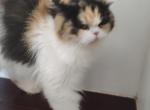 Calico Persian Female - Persian Cat For Sale - Coshocton, OH, US