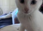 Penny - Khao Manee Kitten For Sale - Elk Grove, CA, US