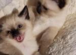 No name - Siamese Kitten For Sale - Minneapolis, MN, US