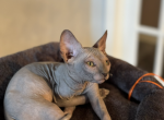 Sphynx - Sphynx Kitten For Sale - Brooklyn, NY, US