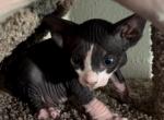 Hambone - Sphynx Kitten For Sale - San Antonio, TX, US