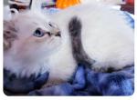 Zhelana - Siberian Kitten For Sale - La Crosse, WI, US