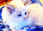 Olivia - Siberian Cat For Sale - 