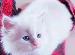 ALASKA - Siberian Kitten For Sale - La Crosse, WI, US