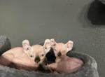 Sphynx elf kittens - Sphynx Kitten For Sale - Lancaster, CA, US