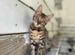 Booger - Bengal Kitten For Sale - Gainesville, GA, US