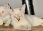 Lynx point - Siamese Kitten For Sale - Worcester, MA, US