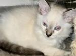 Lynx point hypo - Balinese Kitten For Sale - Worcester, MA, US