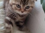 Miya - Scottish Fold Kitten For Sale - 