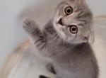 Toshka - Scottish Fold Kitten For Sale - Westfield, MA, US