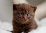 Bella - British Shorthair Kitten For Sale - Spring Valley, CA, US