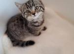 Annie - Scottish Straight Kitten For Sale - Westfield, MA, US