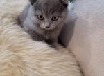 Lesya - Scottish Fold Kitten For Sale - Westfield, MA, US