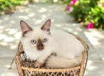 Trifle - Munchkin Kitten For Sale - Joplin, MO, US