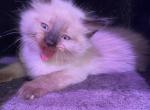 White Siamese Litter - Siamese Kitten For Sale - Chicopee, MA, US