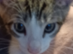 Jingles - Domestic Kitten For Adoption - NJ, US